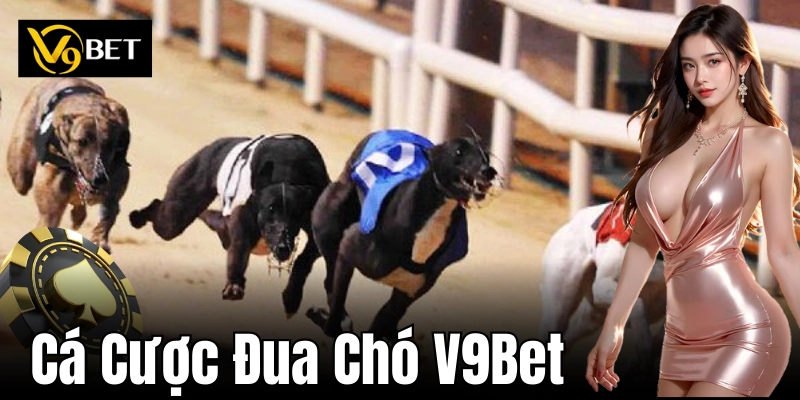 Hướng dẫn cá cược đua chó chuẩn xác